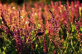 九游娱乐(jiuyou)官方网站-拜仁穆西亚拉盘带突破点燃全场，拜仁慕尼黑穆斯拉