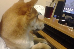 九游app下载中心-国家队与俱乐部协调赛程达成一致，球员出场更均衡，国家队对阵俱乐部