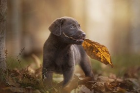 九游娱乐APP-NBA球员对联盟规则变更的适应周期研究，nba联盟规定