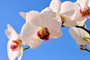 九游下载安装-自由泳冲刺摩纳哥展现速度优势