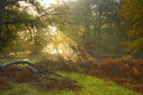 九游娱乐-德甲力量与速度：攻防演绎极致！，德甲强度