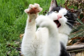 -门将逼抢失误遭断球破门，门将开球直接破门视频