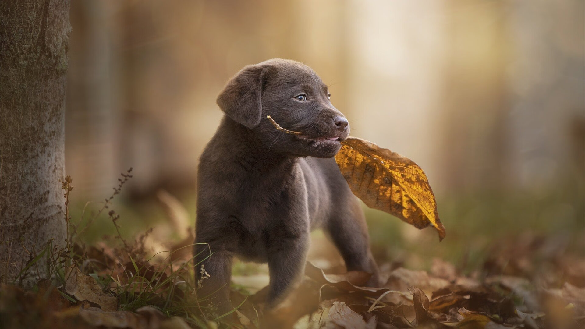NBA球员对联盟规则变更的适应周期研究，nba联盟规定