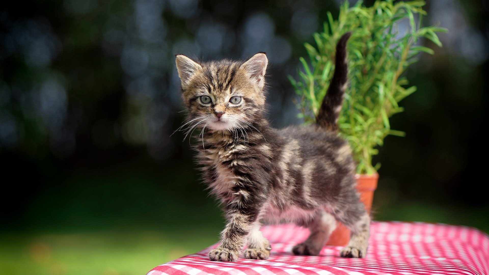 世界冰壶锦标赛中国女队历史首胜,冰壶世锦赛女子2021