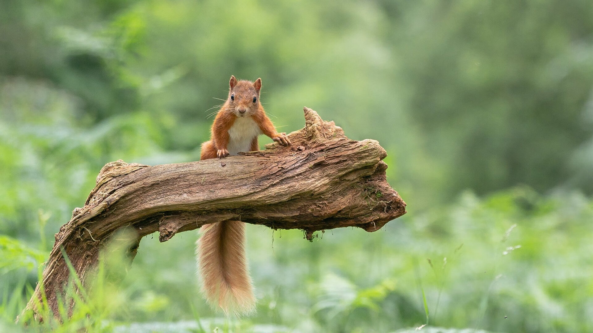 中国篮球职业联赛商业赞助模式创新，cba篮球赞助商