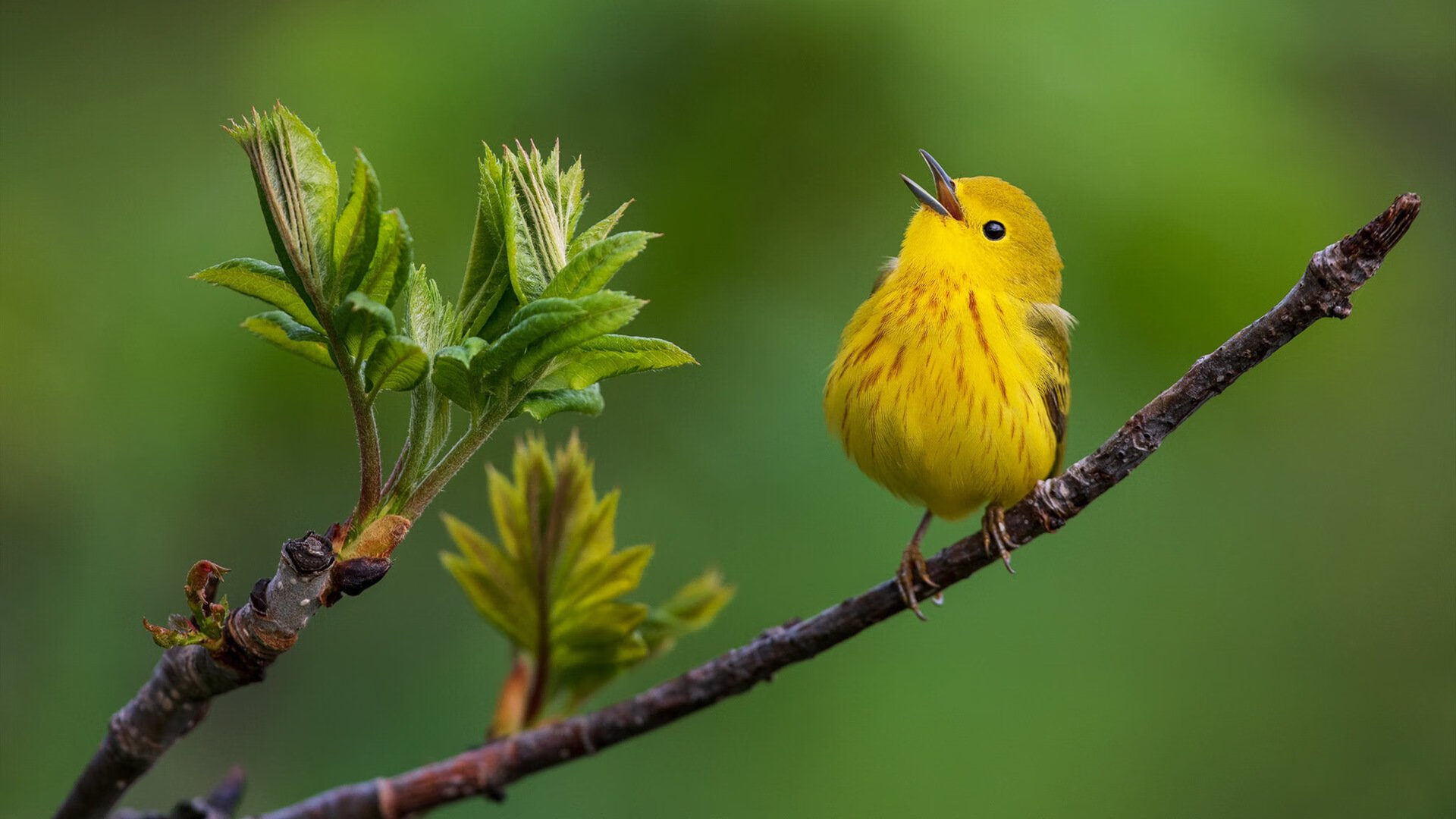 体育赛事中的绿色物流服务应用案例分析，竞技类体育赛事物流的特征