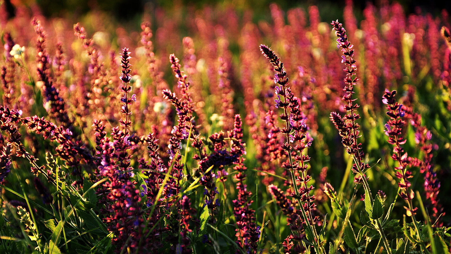 英超裁判采用语义权重排序优化对抗犯规处理流程，英超裁判有哪些