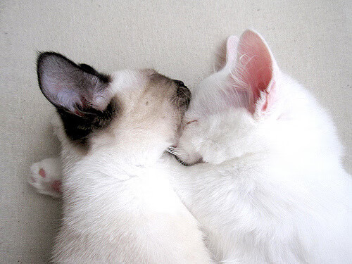 西甲裁判语言模型优化多语种环境下判罚准确率，西甲裁判工资