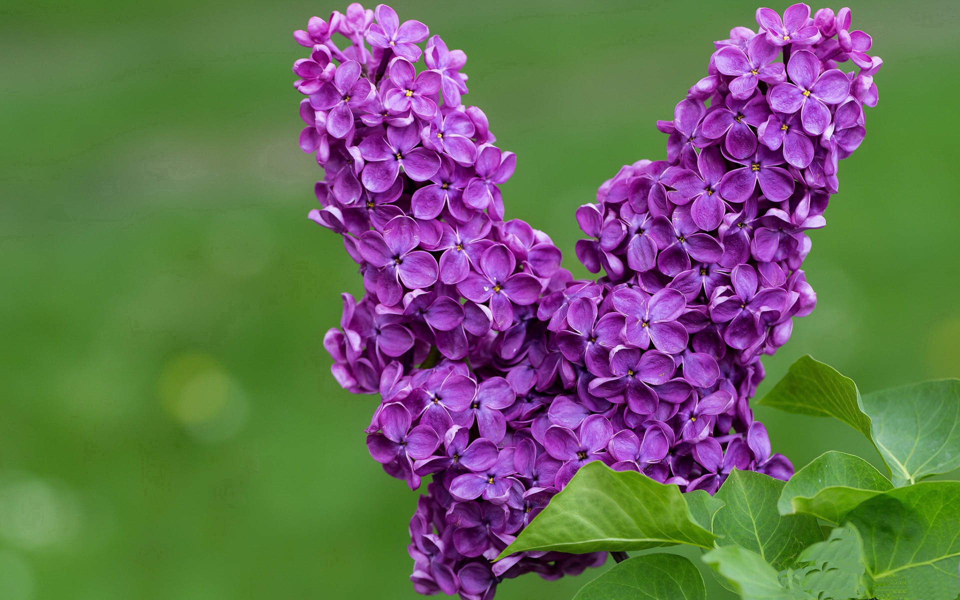 全国高校体育舞蹈大赛舞姿优美技艺精湛，大学体育舞蹈大赛