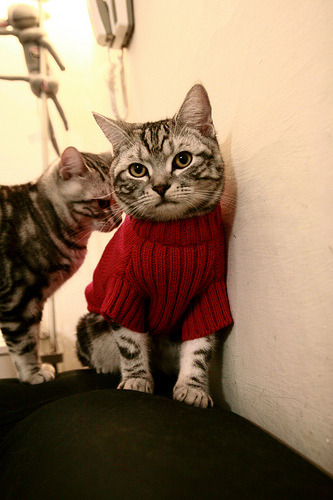 女子蝶泳选手冲击决赛席位，女子蝶泳决赛视频