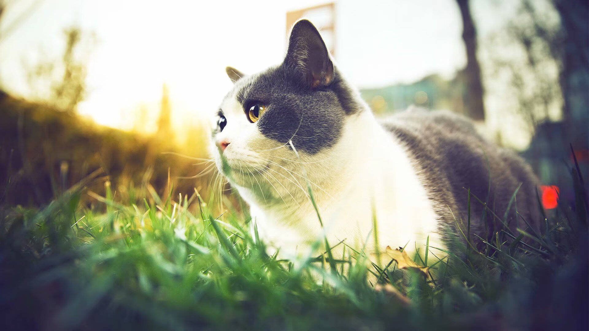 “费尔南多·比亚尔巴如何塑造阿根廷橄榄球的未来风格”