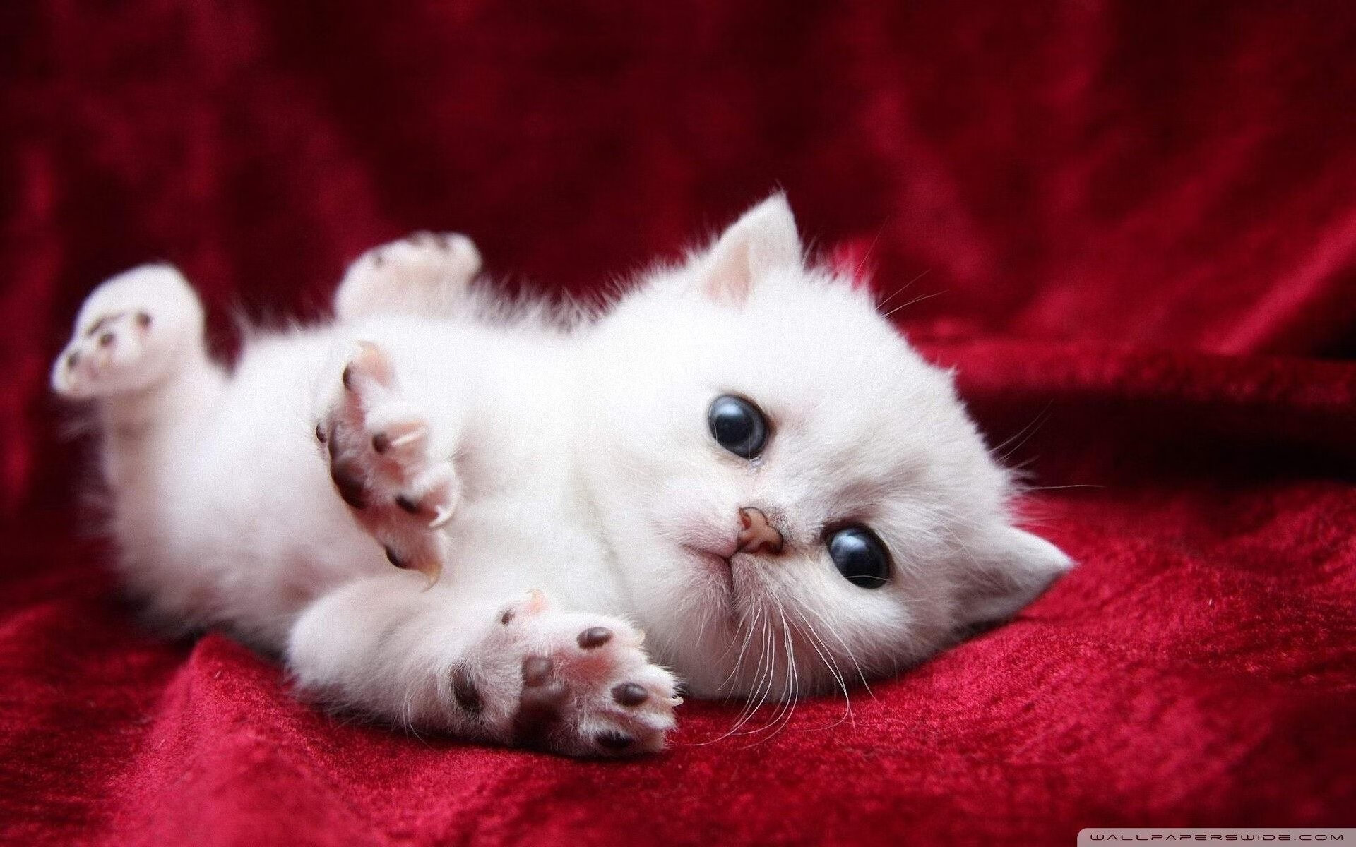 世界杯激情封神夜：那些让人热泪盈眶的刻骨铭心！，世界杯激情歌曲