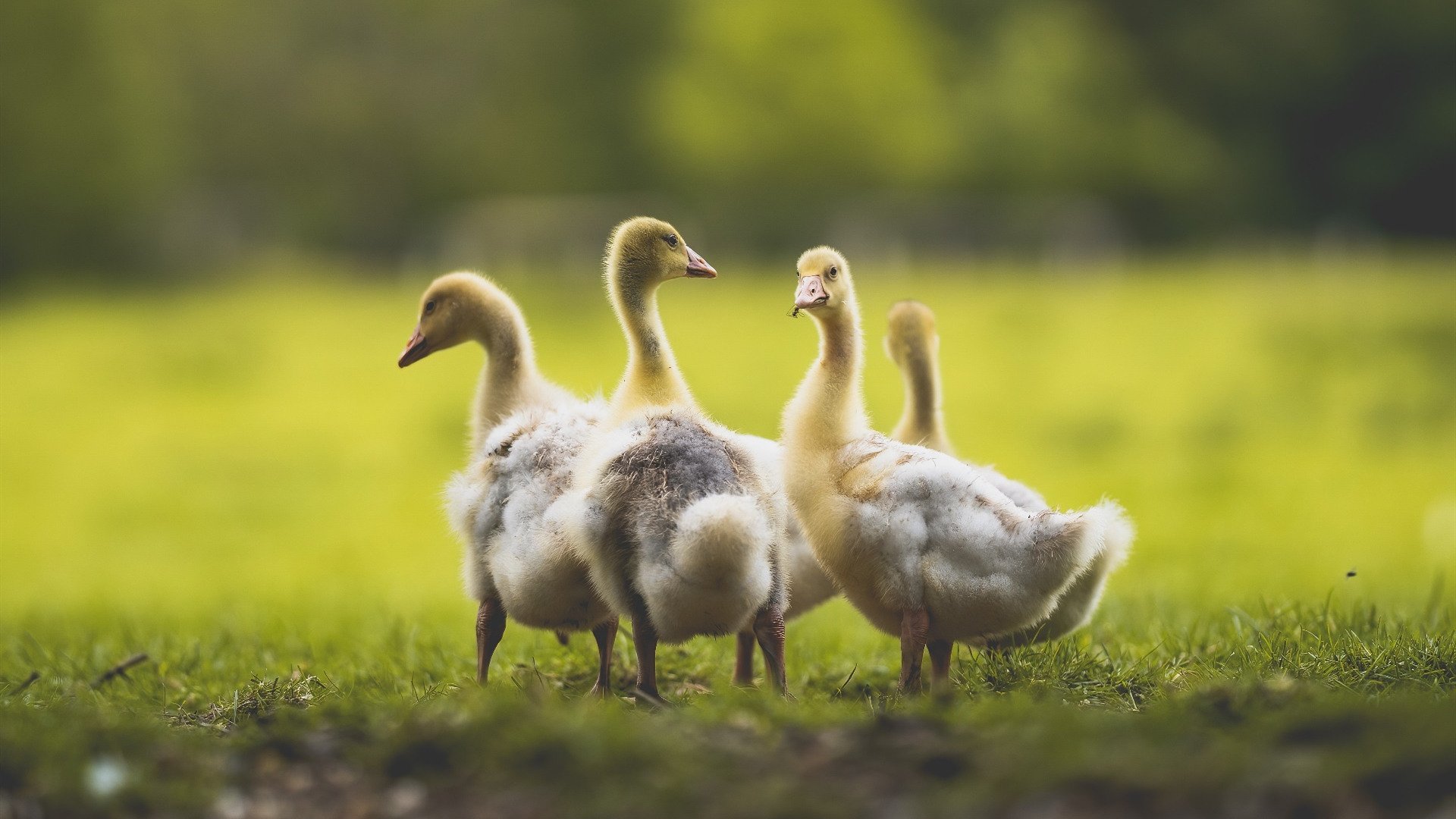 决赛焦点 阿莱克西蝶泳节奏惊艳,阿莱克西亚·阿西福特
