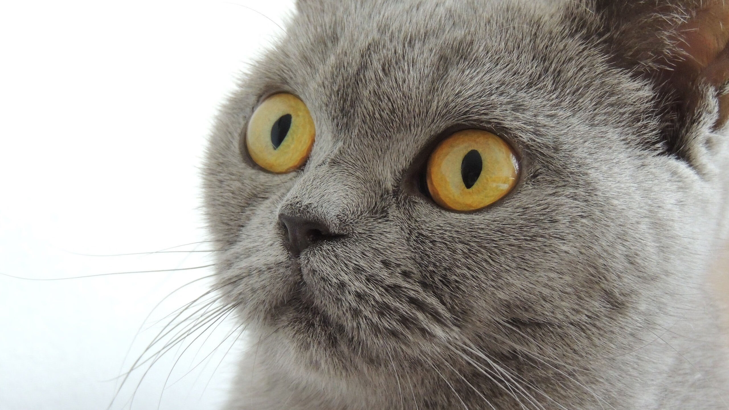 坦桑尼亚男篮在非洲锦标赛中大放异彩,实力崛起