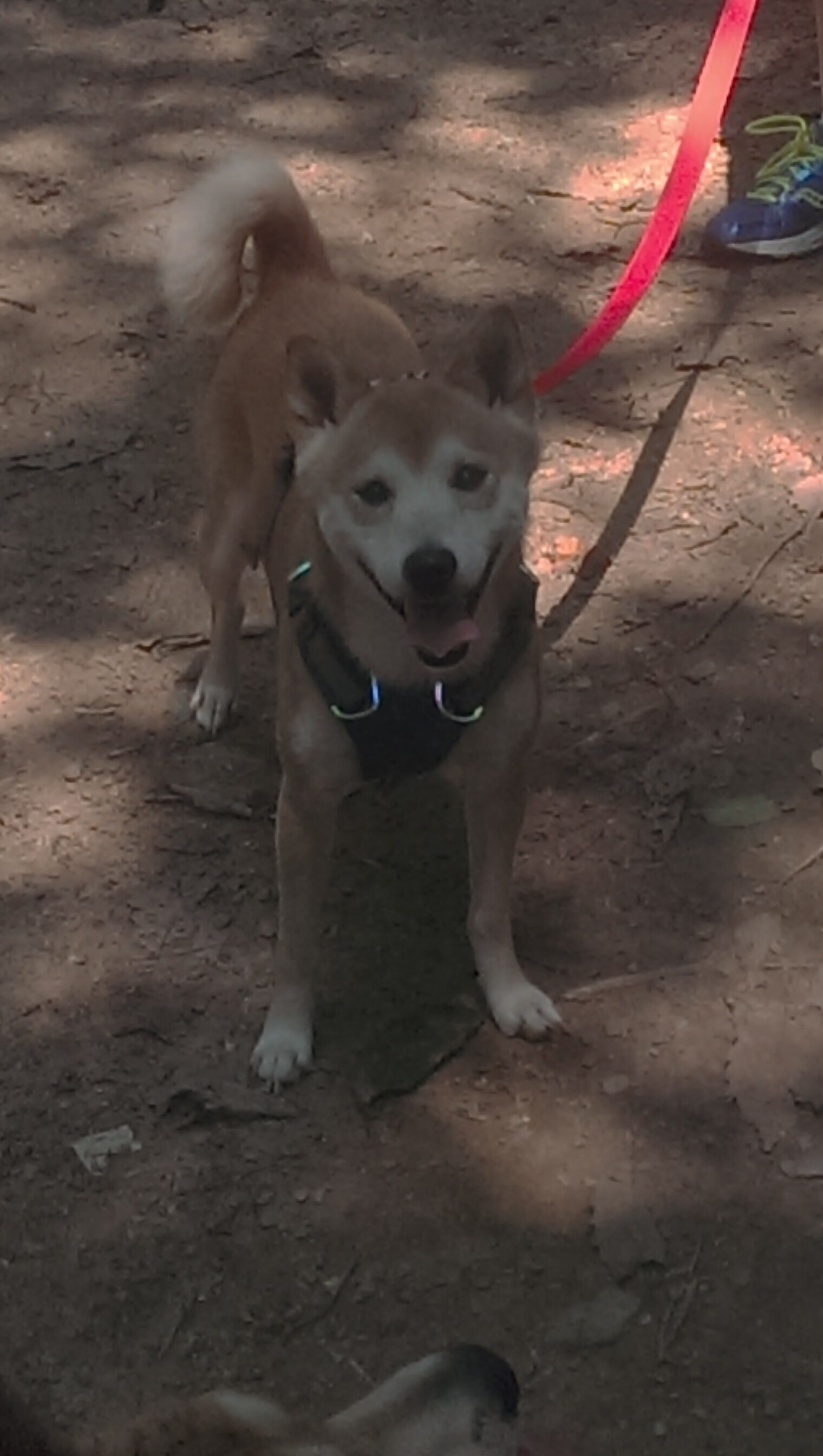 欧洲杯决战现场:战术百变,精彩纷呈,欧洲杯最精彩的决赛